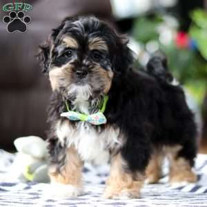 Titus, Shih-Poo Puppy